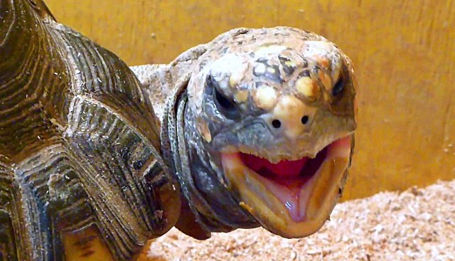 Черепаха Смешное Фото