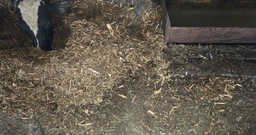 Бык насмерть забодал работника фермы в Пинском районе