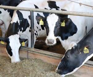 В Пинском районе готовят к сдаче новый молочно-товарный комплекс на 720 голов дойного стада