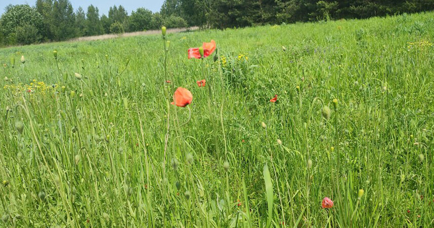 В Пинске ликвидировали плантацию дикорастущего мака весом свыше 80 кг