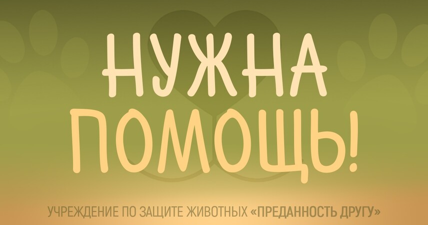 Аккаунт защиты животных в Пинске заблокирован в Instagram - финансирование лечения под угрозой