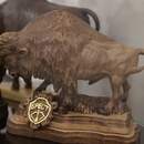 В день рождения области в Бресте открыли первый в стране Музей зубра