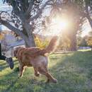 Незамедлительно убирать за питомцем: новые правила выгула собак в Беларуси хотят закрепить законодательно