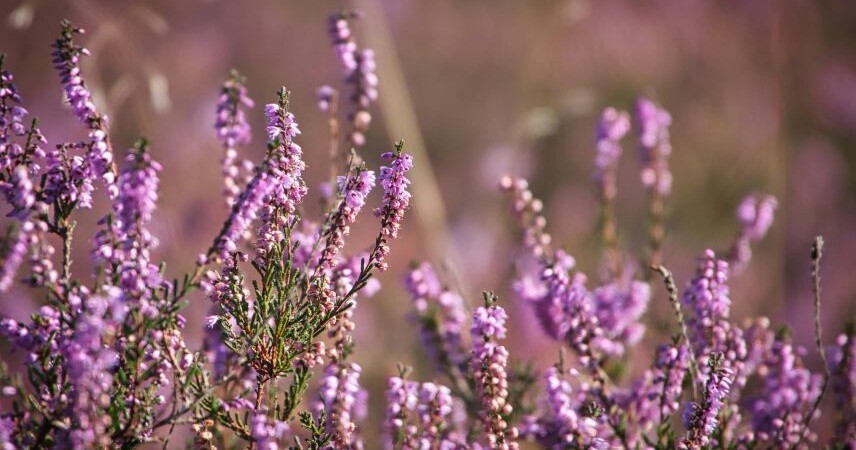 Вереск обыкновенный признан «Растением 2026 года» в Беларуси