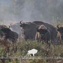 Беларусь занимает третье место в мире по численности зубров