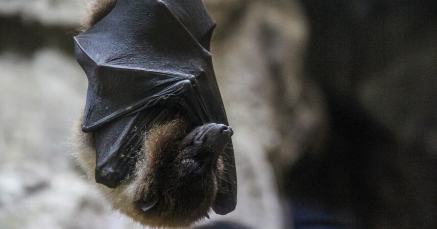 В Китае выявлен коронавирус HKU5-CoV-2, способный заражать людей