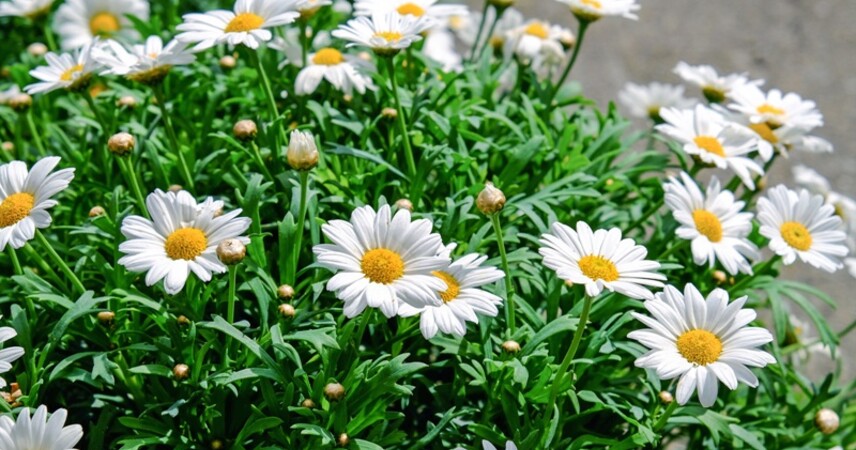 «Выпускной по-зеленому»: Минприроды Беларуси предлагает экологичную альтернативу воздушным шарам