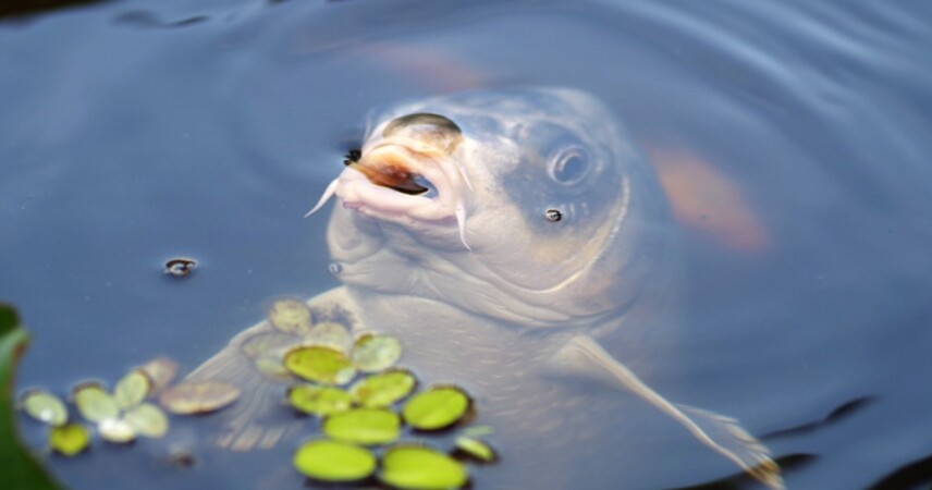 Сколько рыбы выловили в водоемах Беларуси за год?