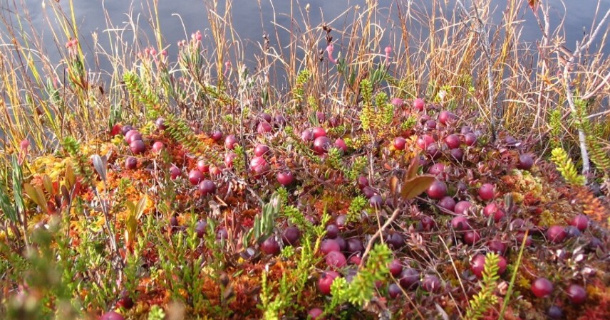 Стали известны сроки заготовки дикорастущих брусники и клюквы в Брестской и Витебской областях