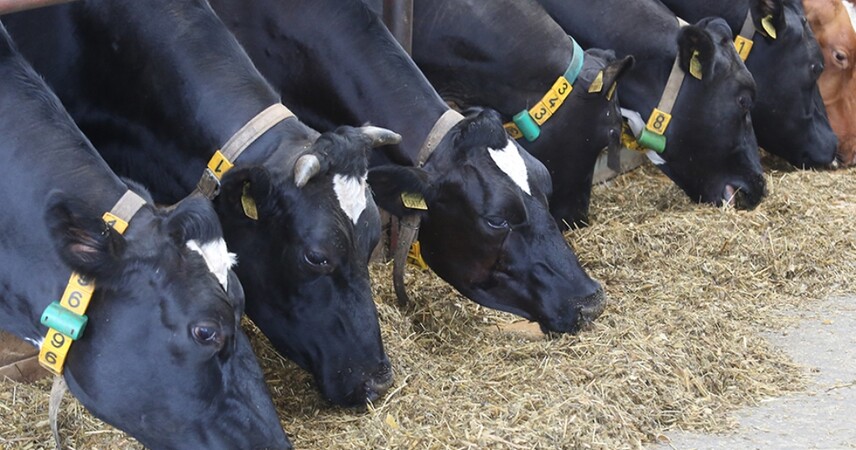 27,5% молока страны: Брестская область — лидер по продуктивности дойного стада