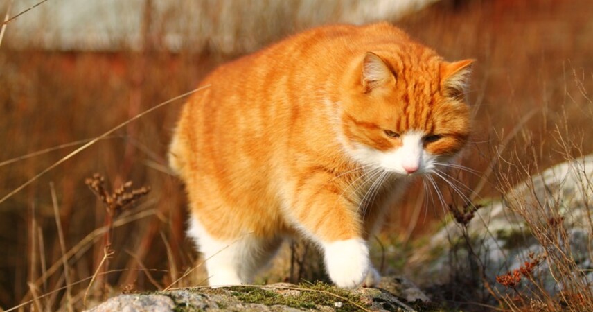 До+9°С, местами осадки: какой будет погода в первые дни весны 1 и 2 марта