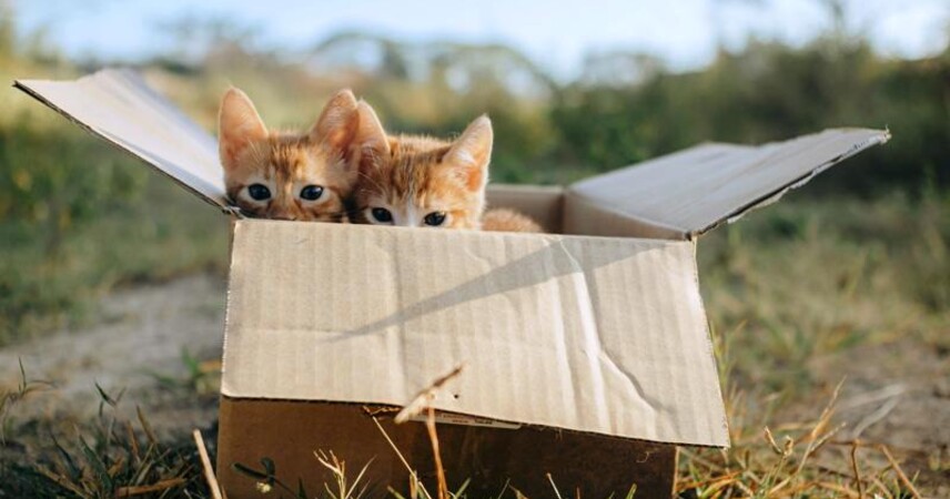 Как решается проблема безнадзорных животных, рассказали в ЖКХ