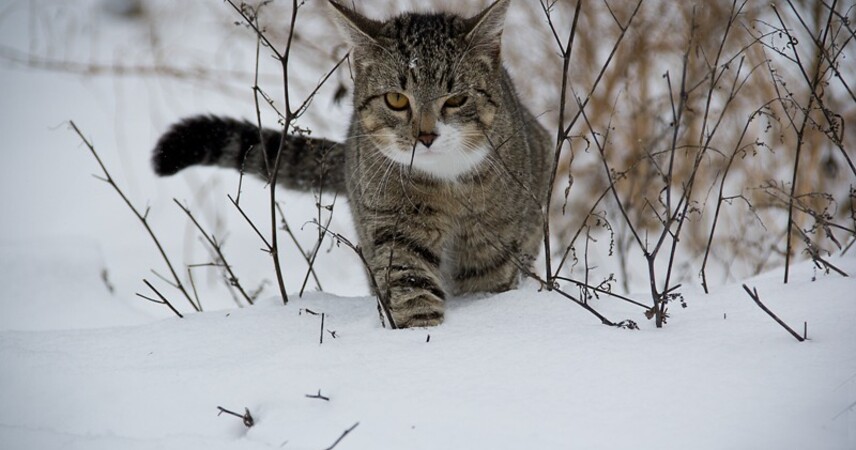 Синоптики предупреждают о сильном снеге 15 марта в Беларуси: объявлен оранжевый уровень опасности