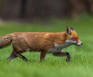 В Пинске в микрорайоне «Жемчужный» снова замечена лиса