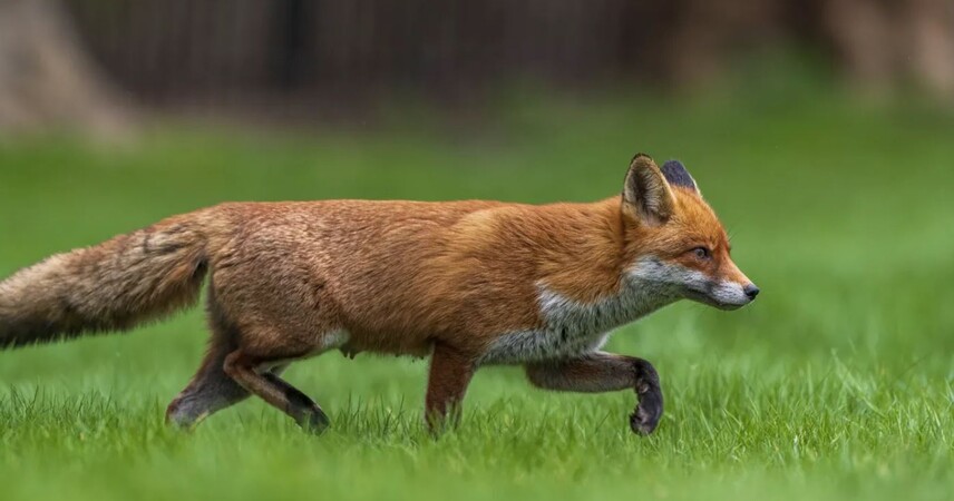 В Пинске в микрорайоне «Жемчужный» снова замечена лиса
