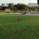 Как правильно действовать при встрече с лисой в населенном пункте, рассказали в Минприроды