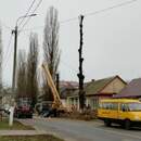В Пинске на улице Карла Маркса убирают аварийные деревья