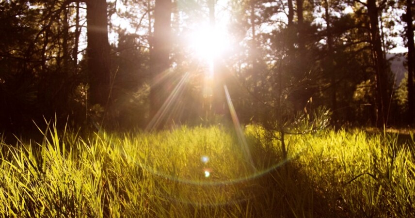 В Пинском районе действует ограничение на посещение лесов