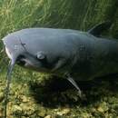  В Беларуси с 1 ноября вводятся сезонные запреты на вылов сига чудского и сома обыкновенного