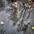 Оранжевый уровень из-за сильных осадков объявлен на 18 ноября