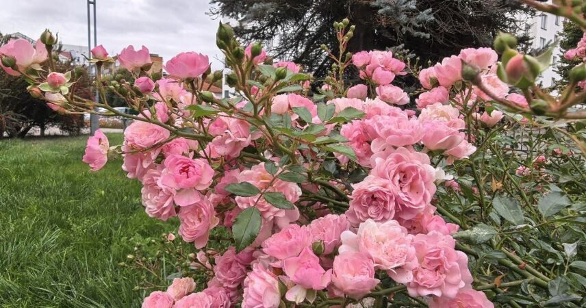 В Пинске выбрали победителей конкурса среди ЖЭСов на лучшее благоустройство