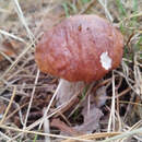 Не уверен – не бери! Правила, чтобы избежать отравления грибами