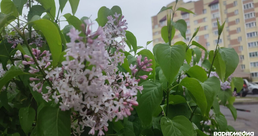 Снова ночные заморозки: синоптики рассказали о погоде 7-9 мая в Беларуси