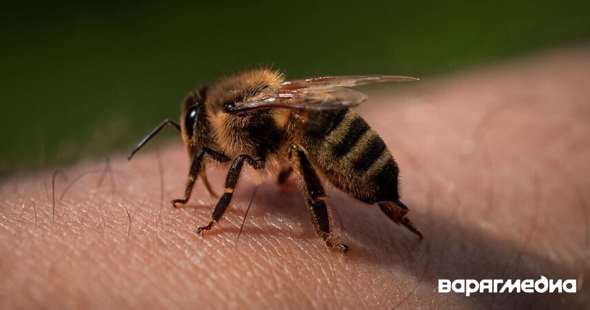 В Пинском районе и Ивацевичах зафиксированы смертельные случаи от укусов насекомых