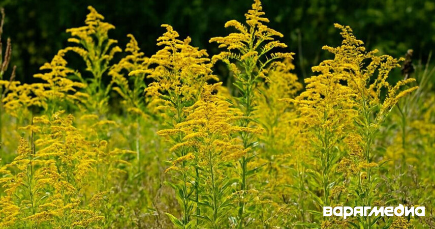 В Пинском районе золотарник угрожает природе и хозяйству