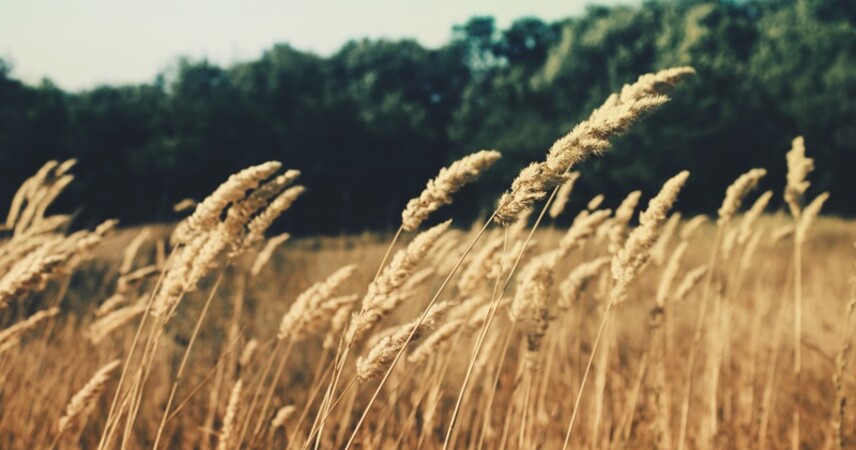 Ограничение на посещение лесов действует в Пинском районе