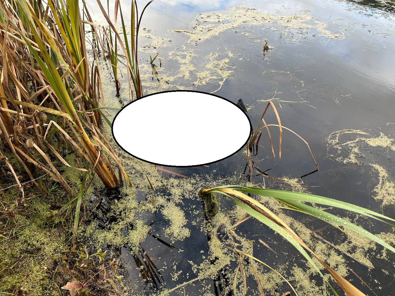 Дубновичи Пинского района, тело женщины в канале