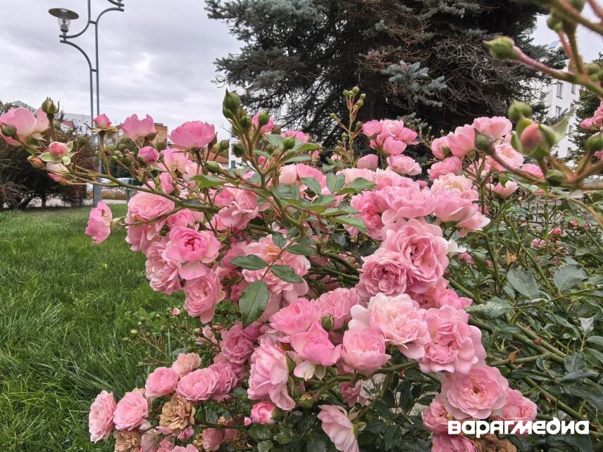 В Пинске выбрали победителей конкурса среди ЖЭСов на лучшее благоустройство