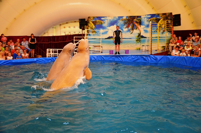 Дельфинарий - впервые в Пинске с 24 марта по 19 апреля