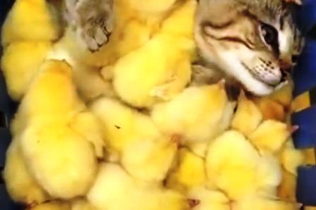 Новый хит YouTube: кот «прячется» среди цыплят