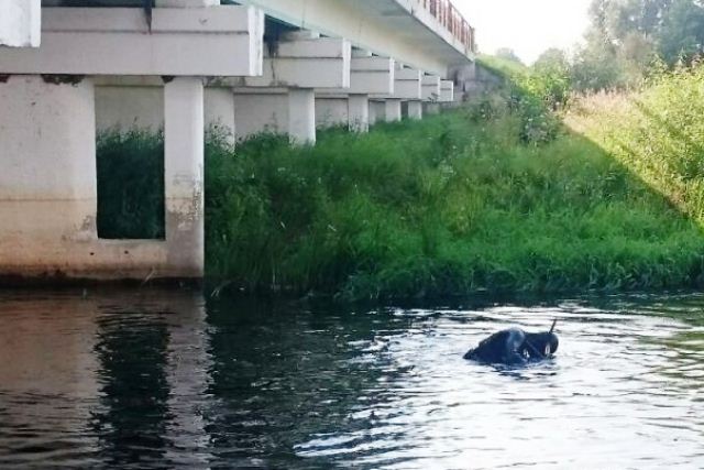 МЧС: На дне реки Лесная в Каменецком районе нашли 8 кг ртути