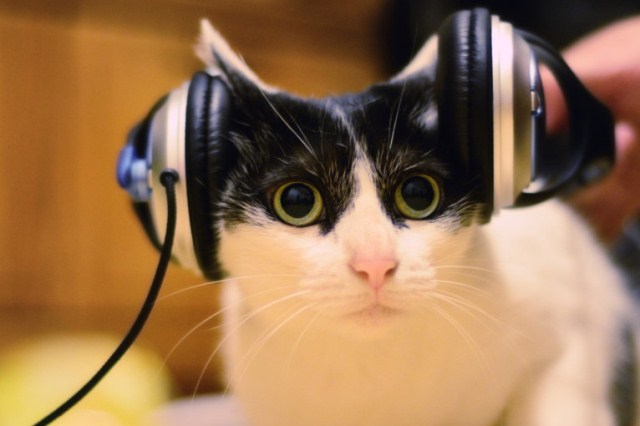 В Лондоне выпущен первый в мире музыкальный альбом для кошек