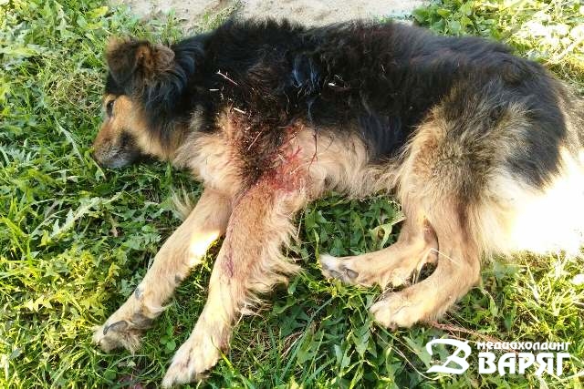Застреливший двух собак житель Пинского района предстанет перед судом