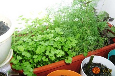 Выращиваем растения и свежие овощи в квартире.