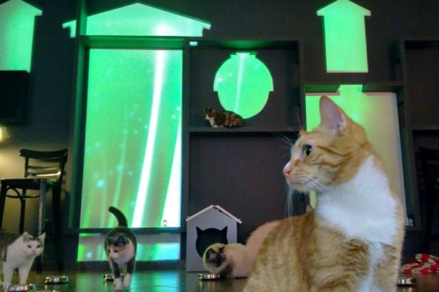 В Петербурге создали первое в России световое шоу для котов