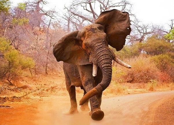 агрессивный слон