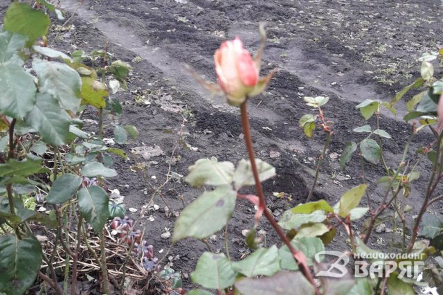 В Пинске в январе цветут розы, маргаритки и фиалки