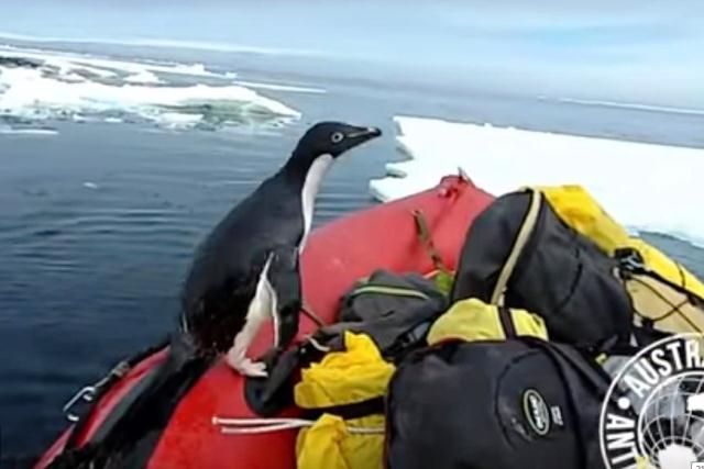 Новый хит на YouTube: пингвин запрыгнул в лодку ученых - видео