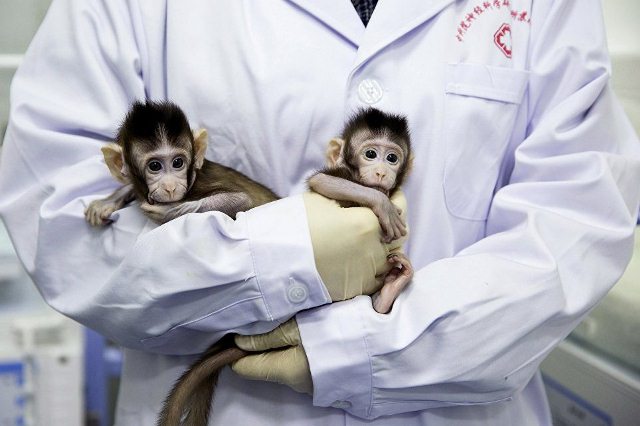 Ученые впервые успешно клонировали обезьян по методу овечки Долли