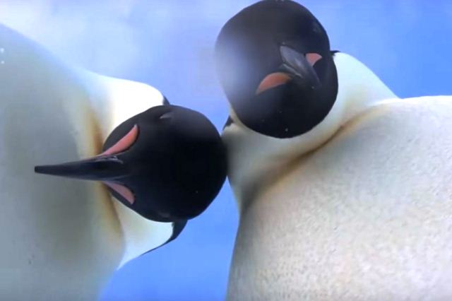 Видео-хит на YouTube: в Антарктиде пингвины нашли камеру и сделали селфи - фото