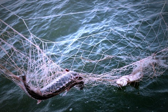 рыбалка с сетями на Погосте - фото