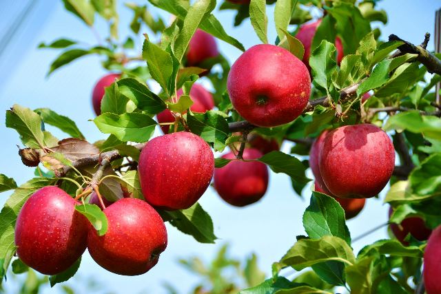 Обрабатываем яблони от вредителей - фото