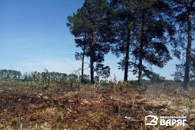 В Беларуси вводят запрет на посещение лесов - фото