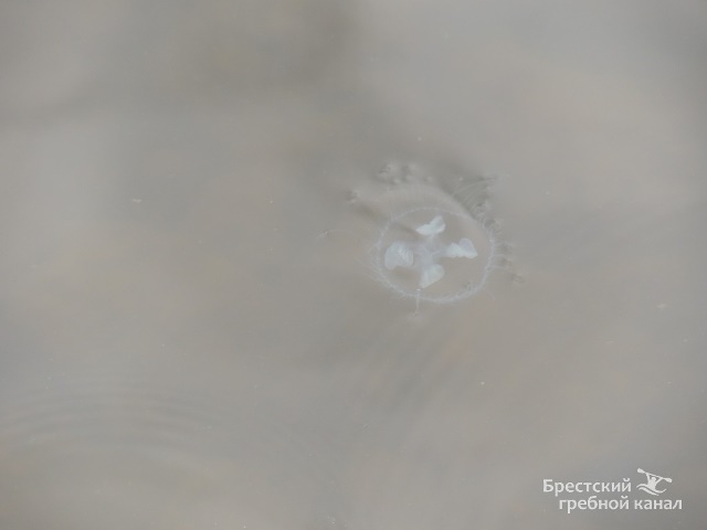 В Бресте на Гребном канале завелись медузы - фото