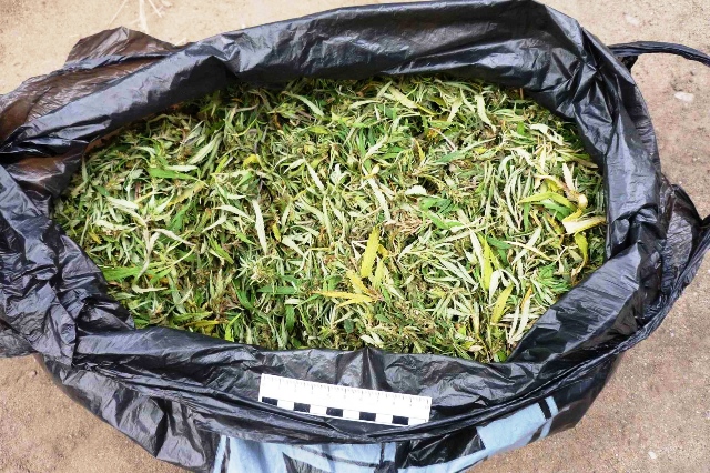 полкилограмма марихуаны, Тунеядца с 2 килограммами марихуаны - фото