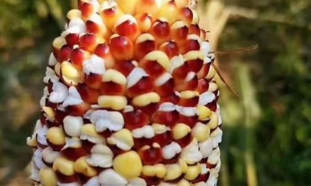 кукуруза превращается в попкорн - фото